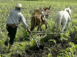 La contratación de coberturas, supone que éstas se adquieran en el mismo crédito que se consiga para la siembra del maíz. ARCHIVO  /