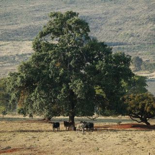 Bosques y océanos absorben doble de CO2 que hace 50 años