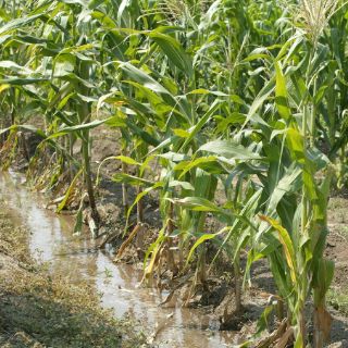 Revive proyecto de la Ciudad Agropecuaria