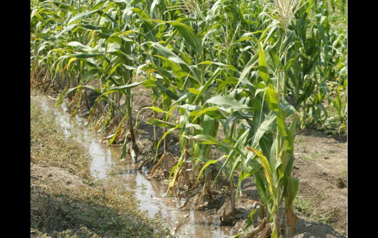 En un predio de 6.2 hectáreas frente a la Expo Ganadera, se constituyó el Fideicomiso que le dará vida al proyecto. ARCHIVO  /