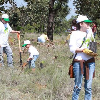 Reportan avance de 60% en reforestación en bosques de Jalisco