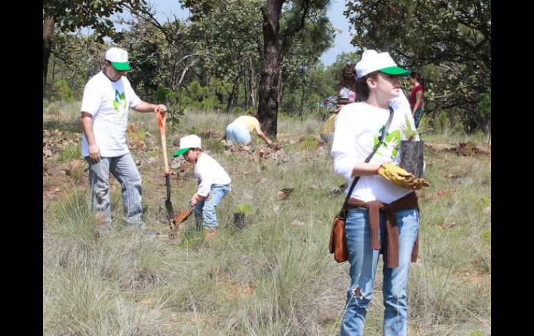 En el Estado se realizan labores de reforestación, protección y mantenimiento de áreas verdes. ARCHIVO  /