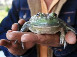 Se prohibirá el utilizar animales, de cualquier tipo, en experimentos, aunque se justifique su importancia científica. ARCHIVO  /