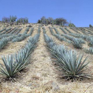 Reconocen al tequila en aniversario de Convención  Patrimonio Mundial