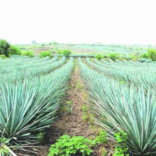 Paisaje Agavero en Top 10