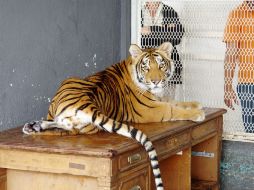 En su recinto temporal, Albert cuenta con una mesa de madera sobre la que reposa. NOTIMEX  /