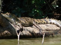 Ejemplar de cocodrilo moreleti, especie endémica del estado del sur. ESPECIAL  /