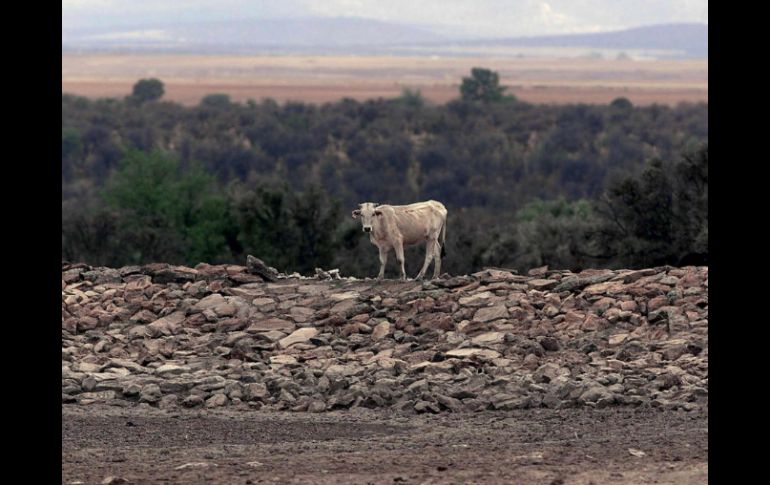 Sequía. Se anticipa una escasez de ganado en los próximos dos años, ya que las vacas están dejando de producir becerros. ARCHIVO  /