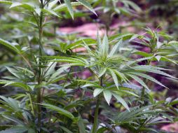 varios jóvenes tuvieron que ser trasladados a un centro sanitario para tratar la intoxicación. ARCHIVO  /