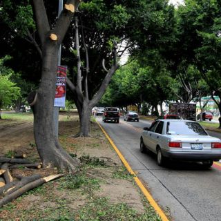 El Ayuntamiento tapatío denuncia ante la PGR tala en Lázaro Cárdenas