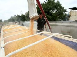 Actualmente, se importa el 70% el maíz amarillo que requiere México. ARCHIVO  /