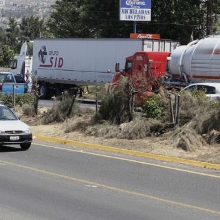 Persisten podas clandestinas en Tlaquepaque