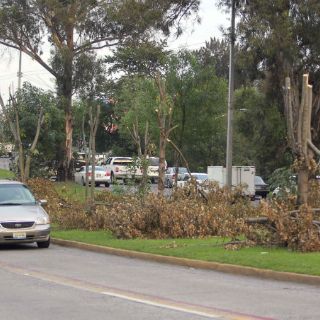 Publicista reconoce que hay peticiones de tala para no obstruir espectaculares