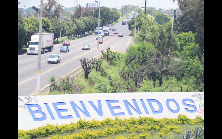El quinto caso. Al menos 10 casuarinas del camellón de la Carretera a Chapala lucen los estragos de otra poda que nadie vio.  /
