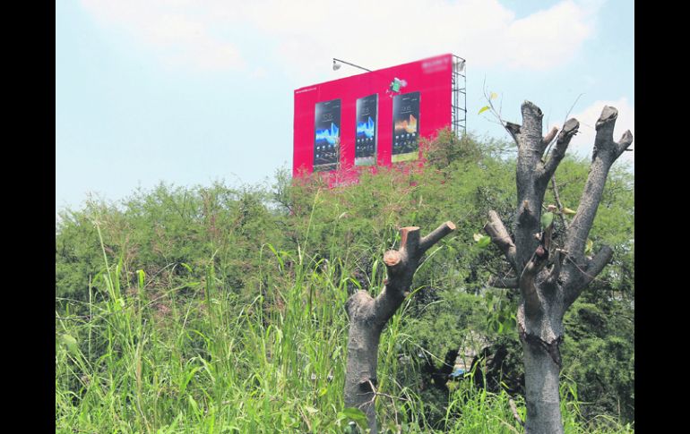 Árboles que 'sobran'. La imagen,captada cerca del Hotel Tapatío, demuestra con claridad a quien 'beneficia' la tala de árboles.  /