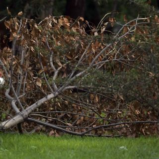 Tlaquepaque confirma denuncia por tala ilegal