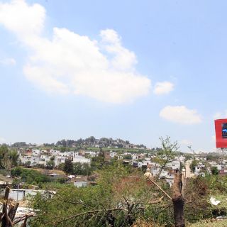 Ecologistas piden castigar tala ilegal