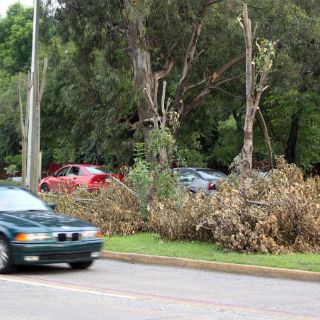 El 90% de árboles talados en Lázaro Cárdenas morirá