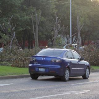 Irreparable, el daño a los árboles de Lázaro Cárdenas: experto