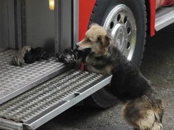 Amanda tomó del hocico a sus crías y las reunió en un carro de bomberos. AP  /