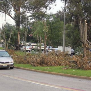 Se plantarán cinco árboles por cada talado: Tlaquepaque