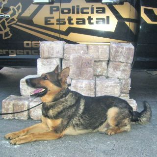 Caen dos policías caninos tras ''granadazo''