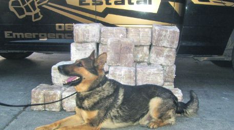 Caído. Back  el can entrenado hoy fallecido que detectaban drogas y explosivos. ESPECIAL  /