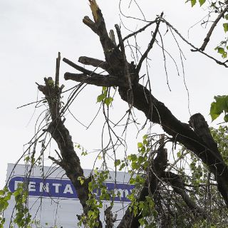 Morirá 90% de árboles talados