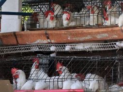 A la fecha, la gripe aviar ha causado la muerte, por enfermedad o sacrificio, a ocho millones de  aves. ARCHIVO  /