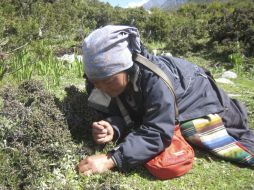 En busca del hongo en las montañas del Himalaya. EFE  /
