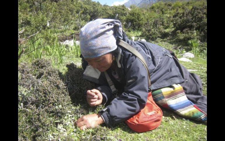 En busca del hongo en las montañas del Himalaya. EFE  /