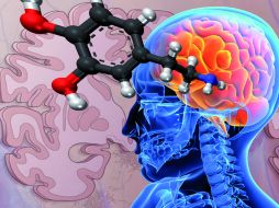 Para contrarrestar el padecimiento, los medicamentos actuales emplean precursores de la dopamina. ID  /