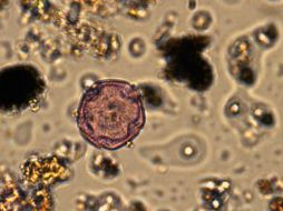 El cambio climático puede incidir en la calidad biológica del aire. ID  /