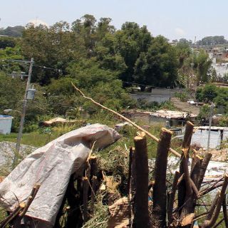 Tlajomulco lanza advertencia por tala de árboles