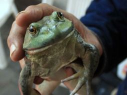 La rana toro, una especie carnívora y agresiva, es resistente al hongo chytrid y, por tanto, es un excelente vector. ARCHIVO  /