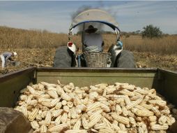 Las compras externas de granos y oleaginosas de enero a junio sumaron 5,353 mdd; tan sólo en maíz alcanzaron 1,951 mdd. ARCHIVO  /