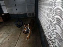 Asociación propone trasladar a ''Albert'' a The Wild Animal Sanctuary, en Colorado, Estados Unidos.  ARCHIVO  /