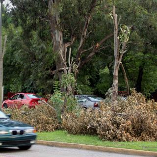 Dependencias tapatías piden datos policiacos sobre tala ilegal