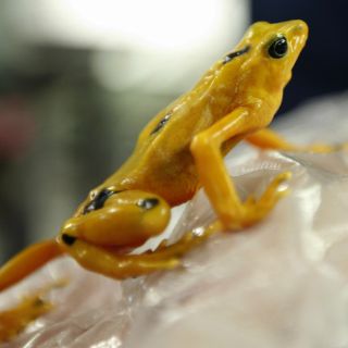 Científicos alertan sobre peligro de extinción de la Rana Dorada