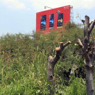 Piden a dueños de espectaculares reparar daño por tala clandestina