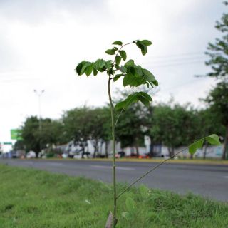 EL INFORMADOR dona 140 árboles para reforestación