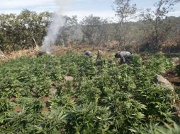 Policías municipales destruyen los plantíos para presentar las evidencias y dar parte el Ministerio Público Federal. ARCHIVO  /
