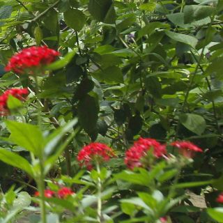 Los jardines chinos a través del arte florecen en una muestra en Nueva York