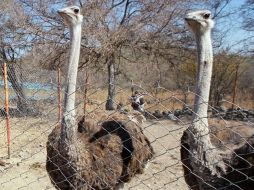 De un avestruz adulto, se pueden obtener entre 50 y 60 kilogramos de carne. ARCHIVO  /