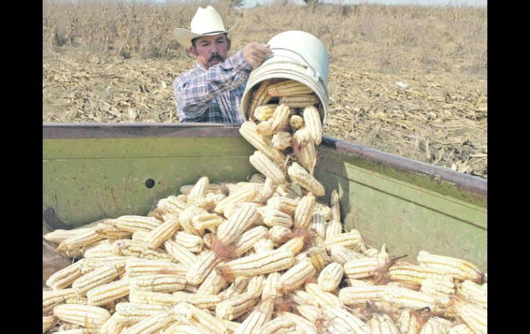 Mercado desordenado.- Los productores de maíz cuestionan el esquema de coberturas del cereal. ARCHIVO  /