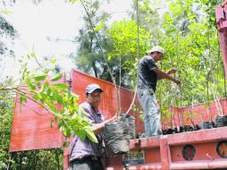 Prevén que los fresnos donados serán plantados en la Avenida Lázaro Cárdenas.  /