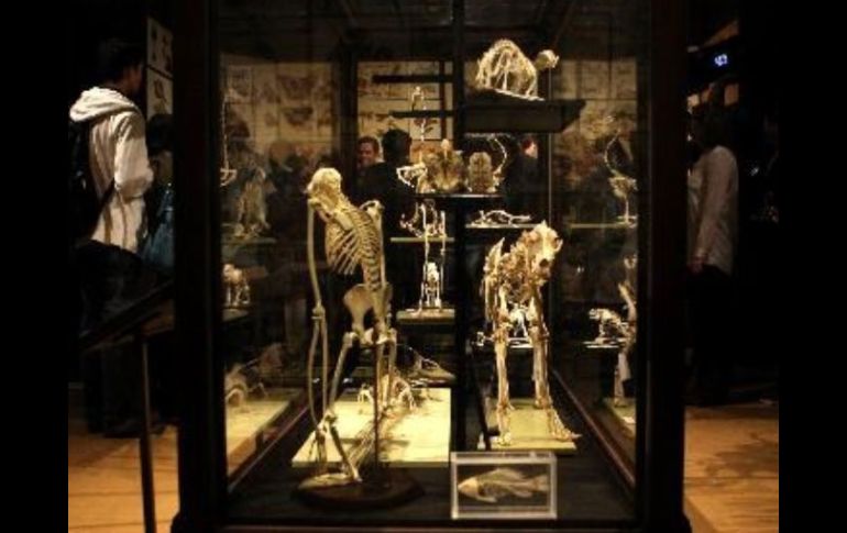 Algunos de los vestigios que se presentan en la muestra y que el científico observó para desarrollar su teoría. ESPECIAL  /