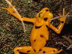 Rana dorada, en peligro de extinción debido al descuido humano. ESPECIAL  /