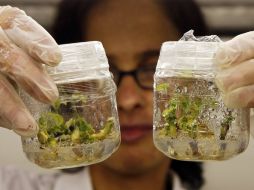 Producir plantas in vitro permite generar, a partir de un solo individuo, la cantidad deseada. ARCHIVO  /