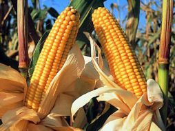 Los productores de maíz tienen el mercado garantizado en la industria de la tortilla y el consumo animal. ESPECIAL  /